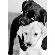 Picture of Collection D'Art Diamond Embroidery/Printed/Gem Kit 27X19cm Black And White Puppies
