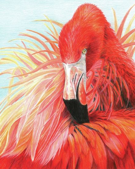 Picture of Color Pencil By Number Kit 8.75"X11.75" Flamingo