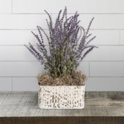 Picture of FloraCraft Spanish Moss 2oz Natural