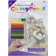 Picture of Color Pencil By Number Kit 8.75"X11.75" Cougar