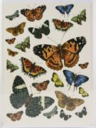 Picture of Dress My Craft Transfer Me Sheet A4 Vintage Butterflies