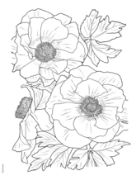 Picture of Dover Publications Creative Haven: In Full Bloom