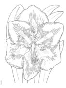 Picture of Dover Publications Creative Haven: In Full Bloom