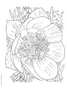 Picture of Dover Publications Creative Haven: In Full Bloom