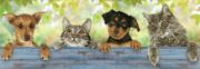 Picture of Diamond Dotz Diamond Embroidery Facet Art Kit 31"X11" Hang In There