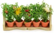 Picture of Touch Of Nature Wee Creations Miniature 3.25" Flower Box With Wild Flowers