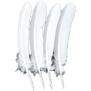 Picture of Turkey Rounds Feathers 4/Pkg White