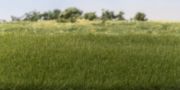 Picture of Woodland Scenic Static Grass 4mm Light Green