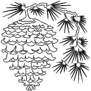 Picture of Quilt Stencils By Julie Mullin 15" Pinecone