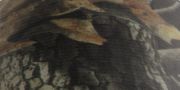 Picture of Realtree(R) Duck Tape 1.88"X10yd Camouflage