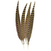 Picture of Ringneck Pheasant Feathers 4/Pkg Natural