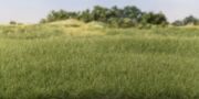 Picture of Woodland Scenics Static Grass 4mm Medium Green