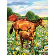 Picture of Junior Small Paint By Number Kit 8.75"X11.75" Horse In Field