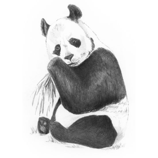 Picture of Sketching Made Easy Kit 5'x7" Panda