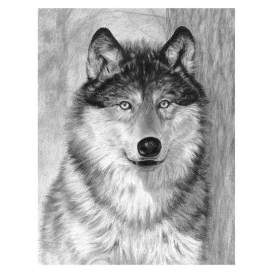 Picture of Alpha (Wolf Face) Sketching Made Easy Age 8+ (11.25"x15.375")