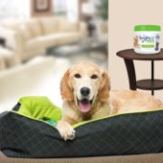 Picture of BRIGHT Air® Pet Odor Eliminator, Cool Citrus, 14 oz Jar